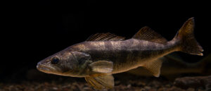 Photograph of a walleye at Gavins Point National Fish Hatchery in Yankton, SD. 