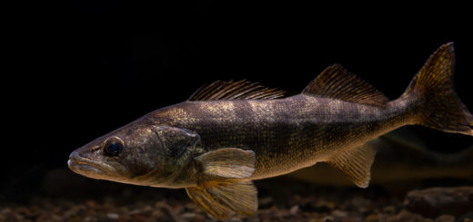 Photograph of a walleye at Gavins Point National Fish Hatchery in Yankton, SD.