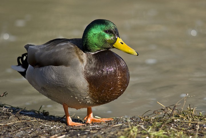 Tracking Mallards on Lake St. Clair - Lake Scientist