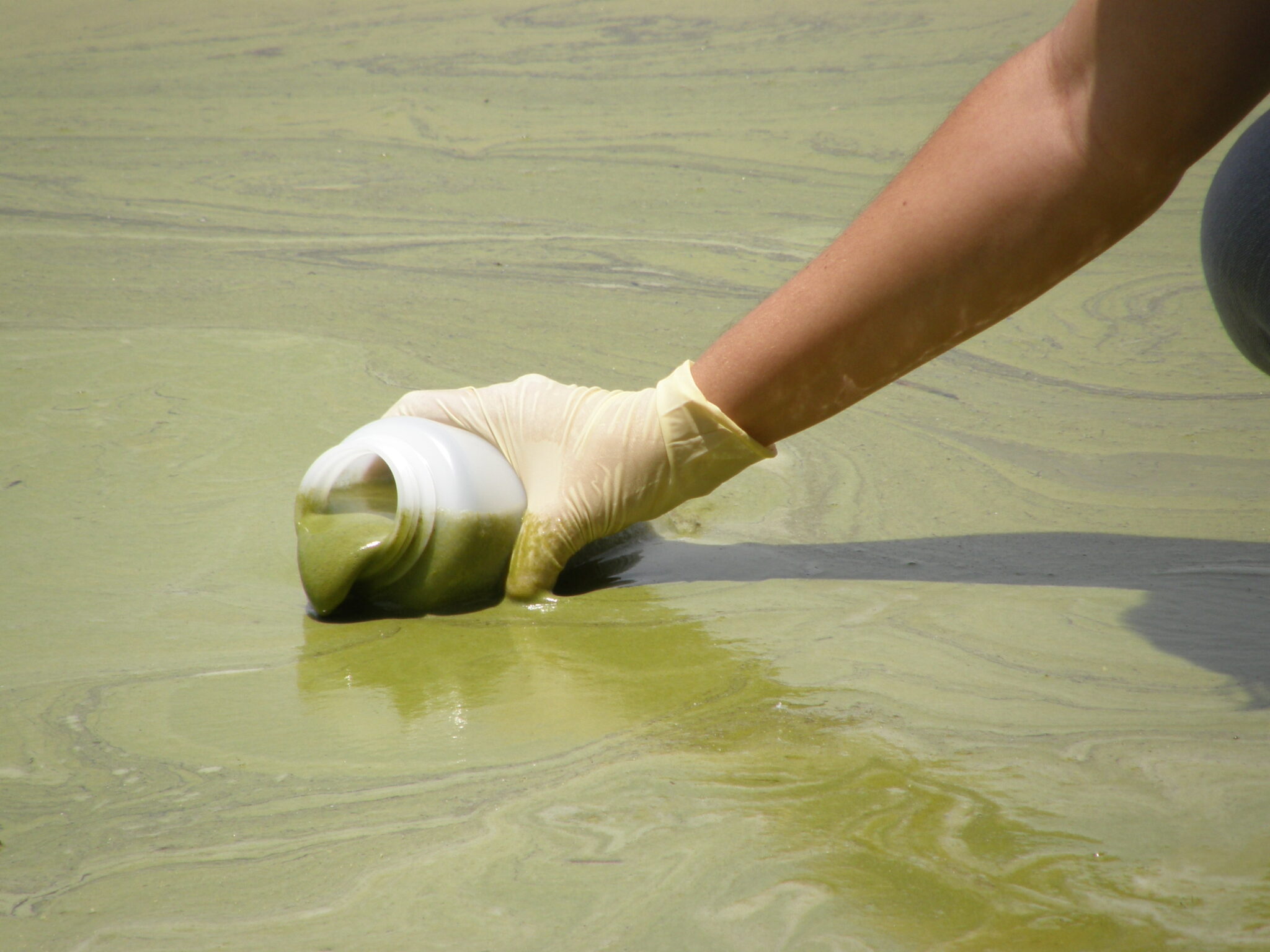 Research Brief: Harmful Algal Blooms In Urban Stormwater Ponds - Lake 