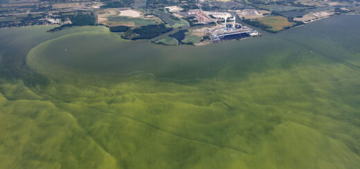True color photo images of a harmful algal bloom in the Lake Erie basin on August 14, 2017