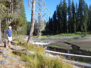 A visitor observes the Dream Lake restoration process from the north shore.