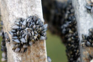 Zebra mussels--an invasive species-- on a pillar.