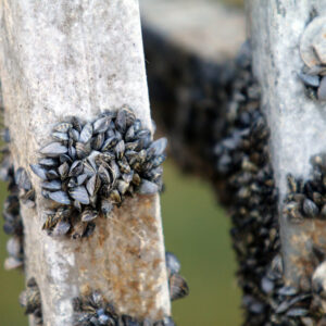 Zebra mussels--an invasive species-- on a pillar.