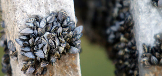 Zebra mussels--an invasive species-- on a pillar.