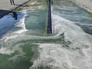 Algaecide Reaction Pools NCMA Raleigh NC