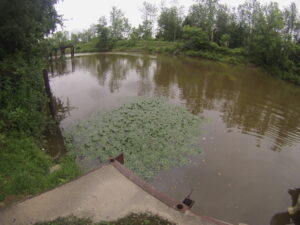 A small mat of invasive Waterchestnut was found late last week during an Erie Canal survey.