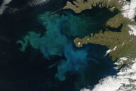 Phytoplankton bloom off western Iceland.